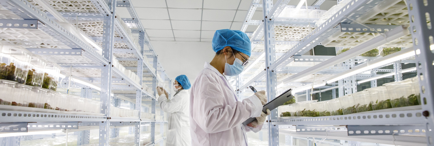 staff member of the East China Sea Comprehensive Agricultural Experiment Station of the Chinese Academy of Agricultural Sciences checks the growth of tissue culture seedlings in Lianyungang, East China's Jiangsu province, Feb 29, 2024.