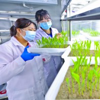 A staff member extracts DNA from corn seeds at the Seed Quality Supervision and Inspection Center in Zhangye National Corn seed Production Base, Northwest China's Gansu Province