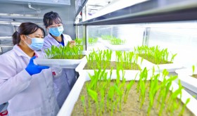 A staff member extracts DNA from corn seeds at the Seed Quality Supervision and Inspection Center in Zhangye National Corn seed Production Base, Northwest China's Gansu Province